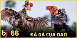 Đá gà cựa dao