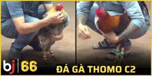 đá gà Thomo C2