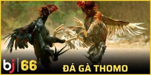 đá gà Thomo