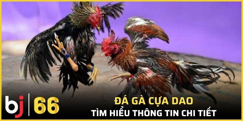 Đôi nét về bộ môn đá gà cựa dao hấp dẫn hàng đầu 2025