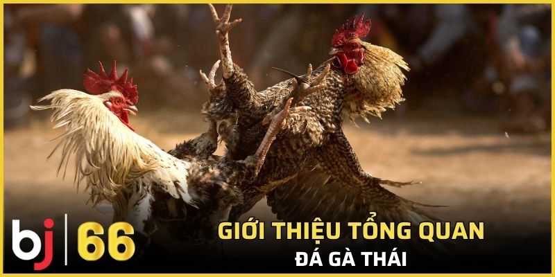 Giới thiệu tổng quan thông tin về hình thức đá gà Thái
