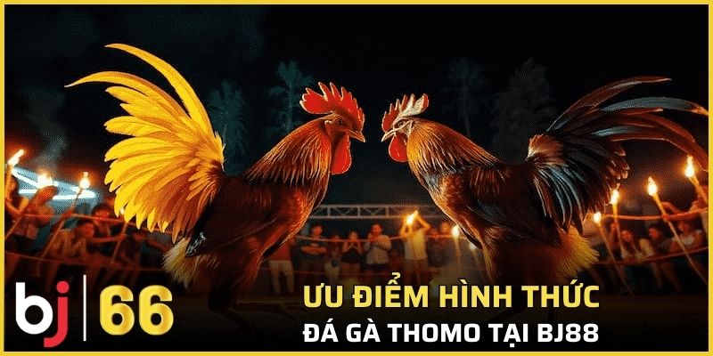 Lý do hội viên nên ưu ái thử sức với hình thức chọi kê Thomo