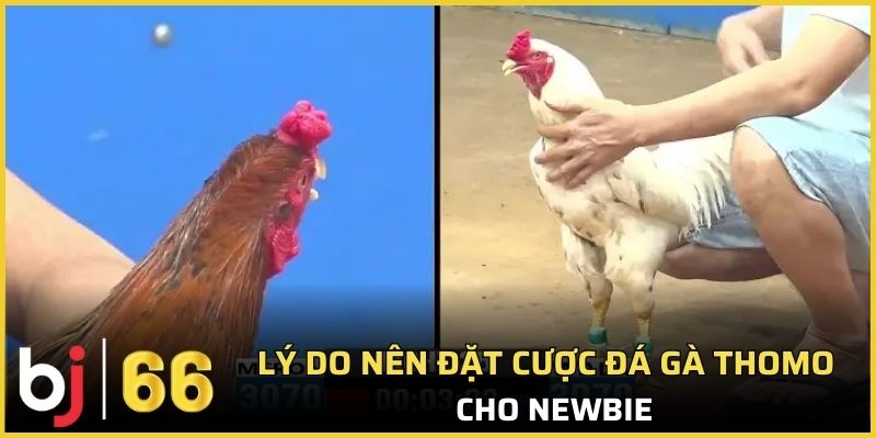 Lý do nên đặt cược đá gà Thomo cho newbie  