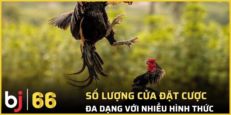 Số lượng cửa đặt cược đa dạng với nhiều hình thức